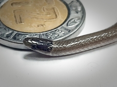 Tantilla