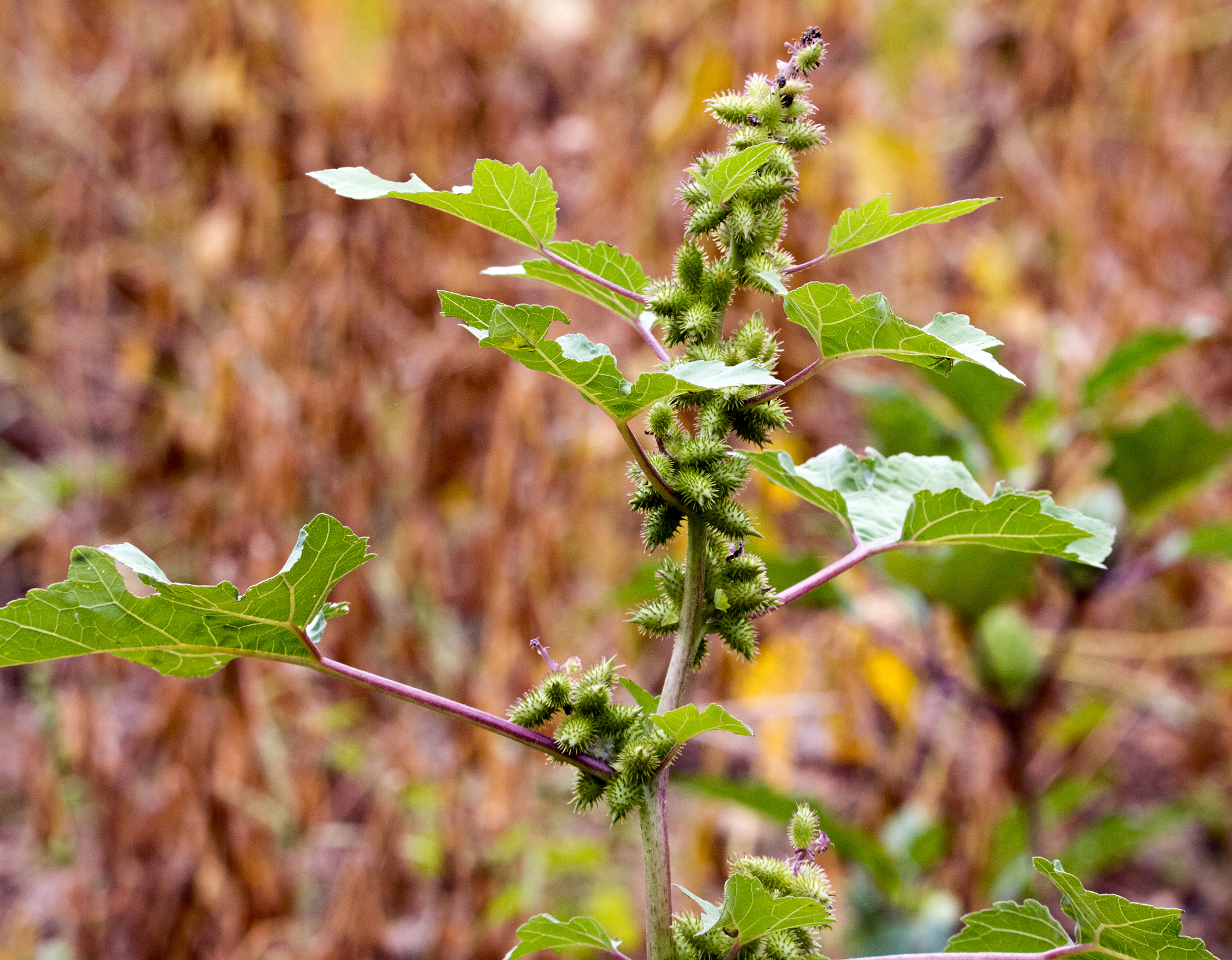 Xanthium strumarium — photo 2