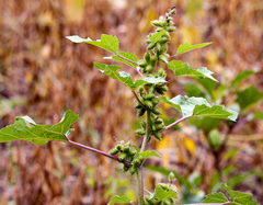 Xanthium strumarium — photo 2