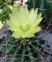 Hamatocactus