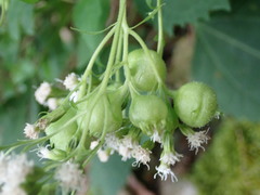 Schizomyia eupatoriflorae