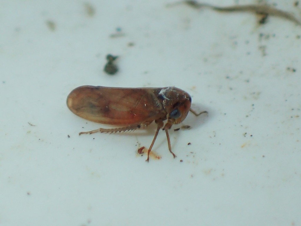 Macropsis fuscinervis