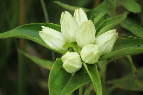 Gentiana alba