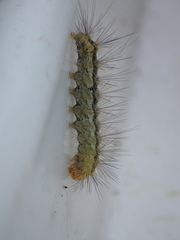 Spilosoma lutea