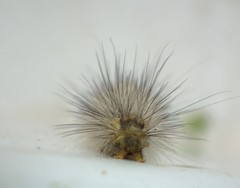 Spilosoma lutea