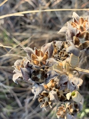 Melhania forbesii