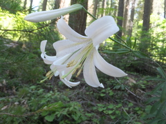 Lilium washingtonianum
