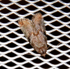 Diastema cnossia