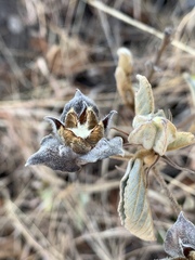 Melhania forbesii