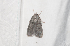 Acronicta tristis