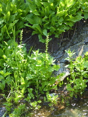 Platanthera sparsiflora