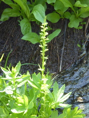 Platanthera sparsiflora