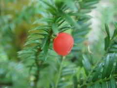 Taxus canadensis