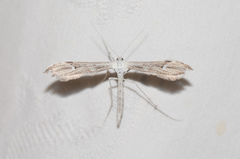 Oidaematophorus
