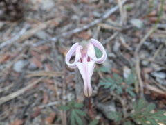 Dicentra uniflora