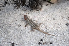 Sceloporus cozumelae