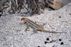 Sceloporus cozumelae