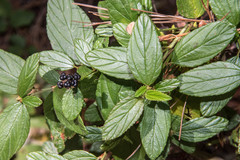 Ceanothus thyrsiflorus