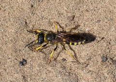 Philanthus solivagus