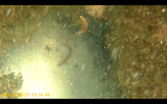 Ctenolabrus rupestris