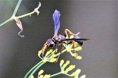 Isodontia exornata