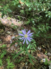Eurybia surculosa