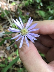 Eurybia surculosa