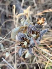 Melhania forbesii