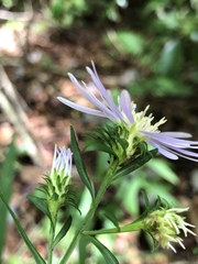Eurybia surculosa