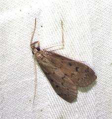 Blepharomastix haedulalis