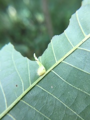 Caryomyia ansericollum