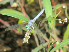 Pachydiplax longipennis