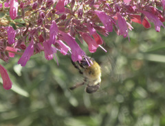 Anthophora montana