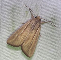 Leucania humidicola
