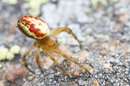 Six-spotted Orbweaver, Central Kootenay, BC, Canada, photo 6 of 10
