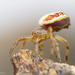 Pequeñas Tejedoras Punteadas - Photo (c) Thomas Barbin, algunos derechos reservados (CC BY-NC), subido por Thomas Barbin