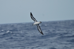 Pterodroma hasitata
