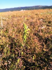 Odontites glutinosus