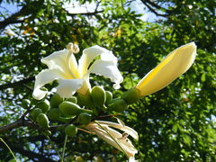 Ceiba insignis