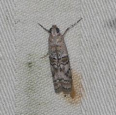 Zamagiria australella