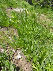Lilium parvum