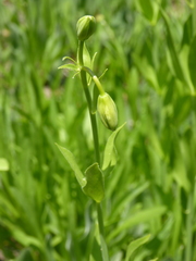Lilium parvum
