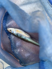 Notemigonus crysoleucas