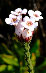 Erica ampullacea
