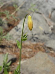 Lilium parvum
