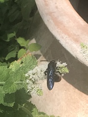 Scolia dubia haematodes