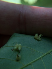 Caryomyia inclinata