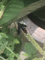 Scolia dubia haematodes