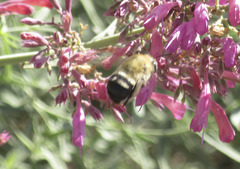Anthophora montana