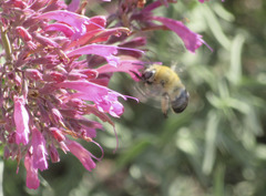 Anthophora montana